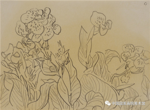 《美人蕉》 1981年 纸本 铅笔 21cmx15cm 2012年入藏