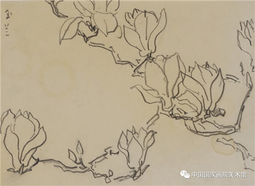 《西湖玉兰》 1980年 纸本、铅笔 21cmx15cm 2012年入藏